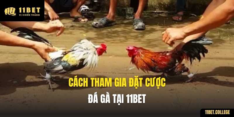 Cách tham gia đặt cược đá gà tại 11BET