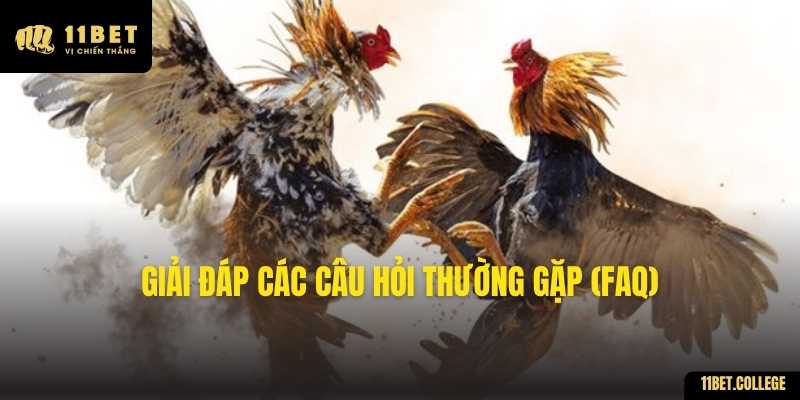 Giải đáp các câu hỏi thường gặp (FAQ)